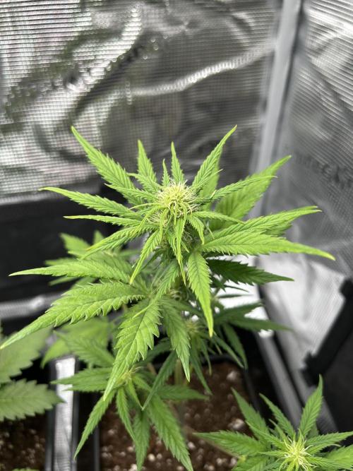 Orange sherbet  auto indoor. Week 6
