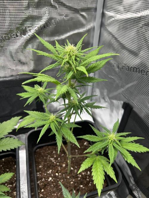Orange sherbet  auto indoor. Week 6