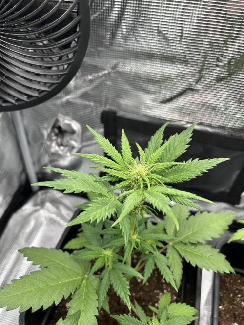 Orange sherbet  auto indoor. Week 6