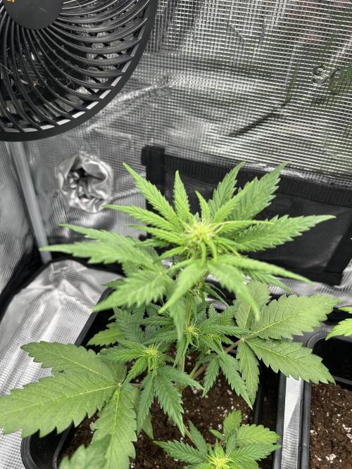 Orange sherbet  auto indoor. Week 6