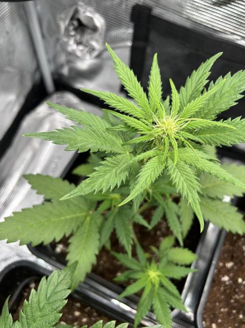 Orange sherbet  auto indoor. Week 6