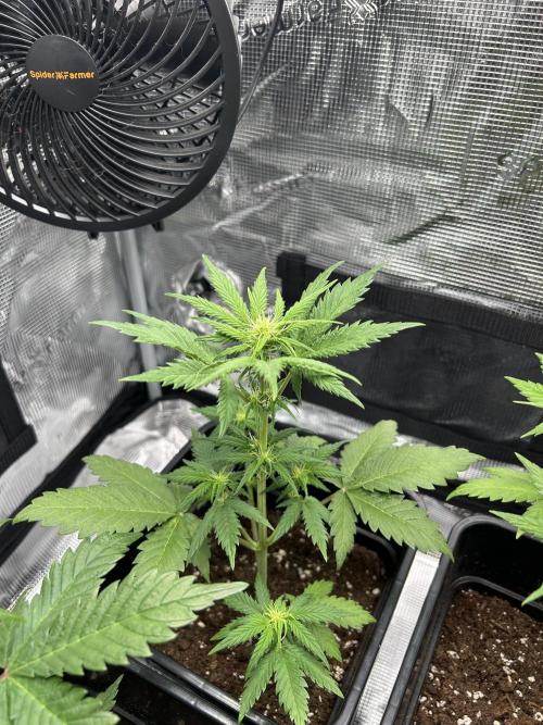 Orange sherbet  auto indoor. Week 6