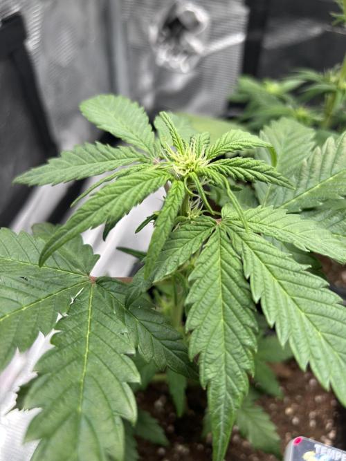 Orange sherbet  auto indoor. Week 6