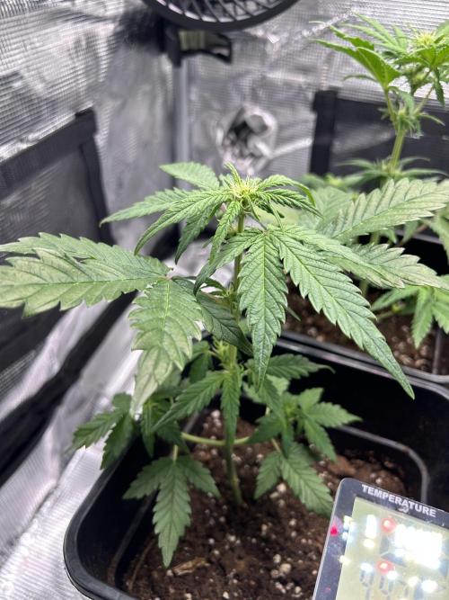 Orange sherbet  auto indoor. Week 6