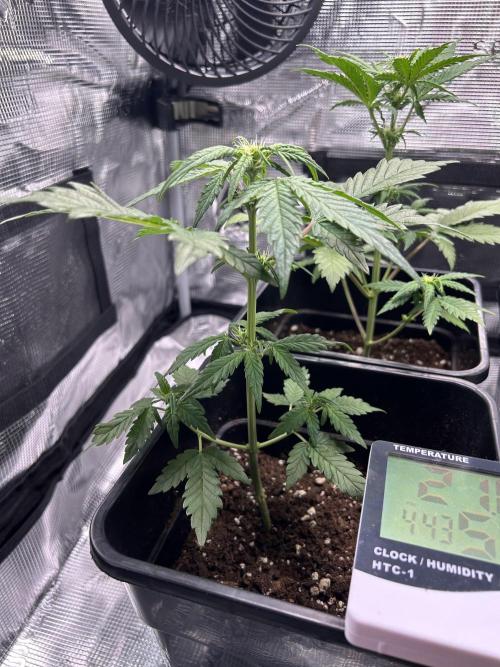 Orange sherbet  auto indoor. Week 6