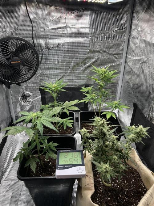 Orange sherbet  auto indoor. Week 6