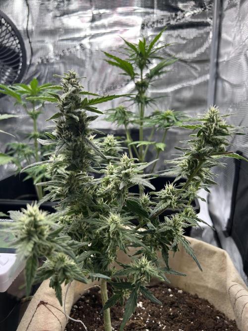 Planting some freebies!. Week 17