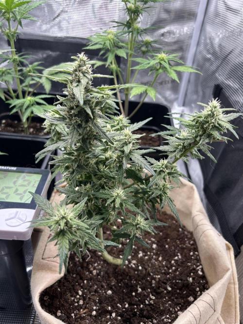 Planting some freebies!. Week 17