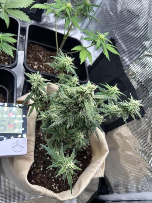 Planting some freebies!. Week 17