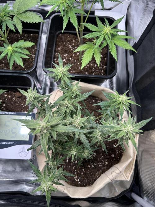 Planting some freebies!. Week 17