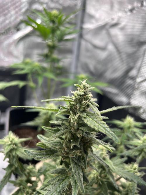 Planting some freebies!. Week 17