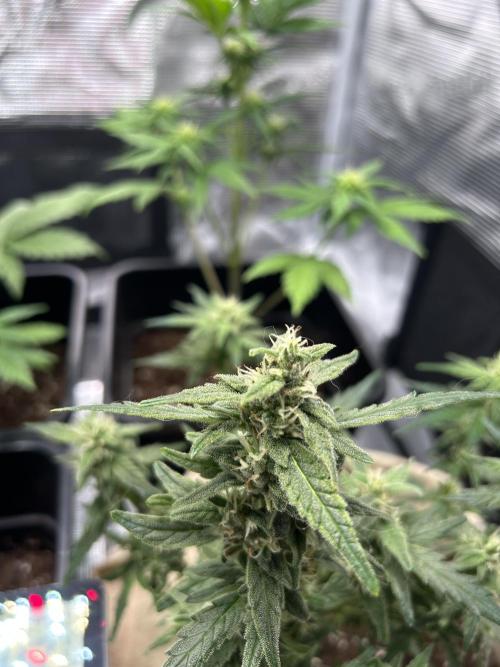 Planting some freebies!. Week 17