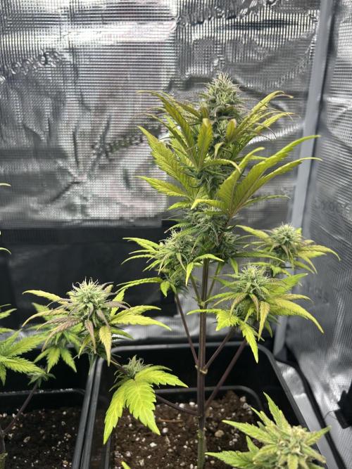Orange sherbet  auto indoor. Week 8