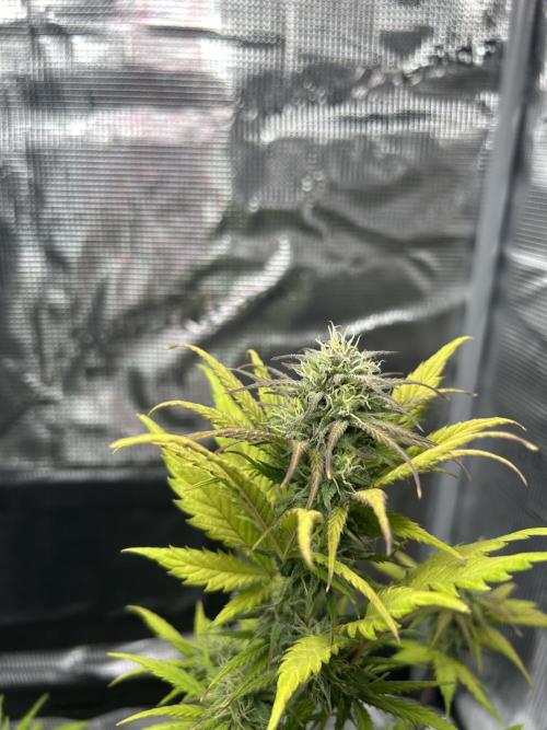 Orange sherbet  auto indoor. Week 8