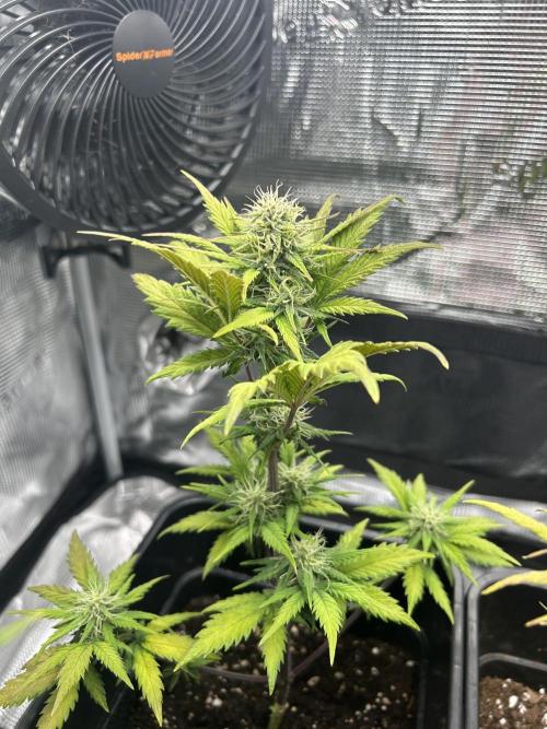 Orange sherbet  auto indoor. Week 8