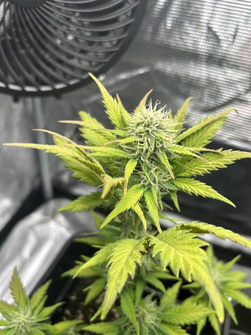 Orange sherbet  auto indoor. Week 8