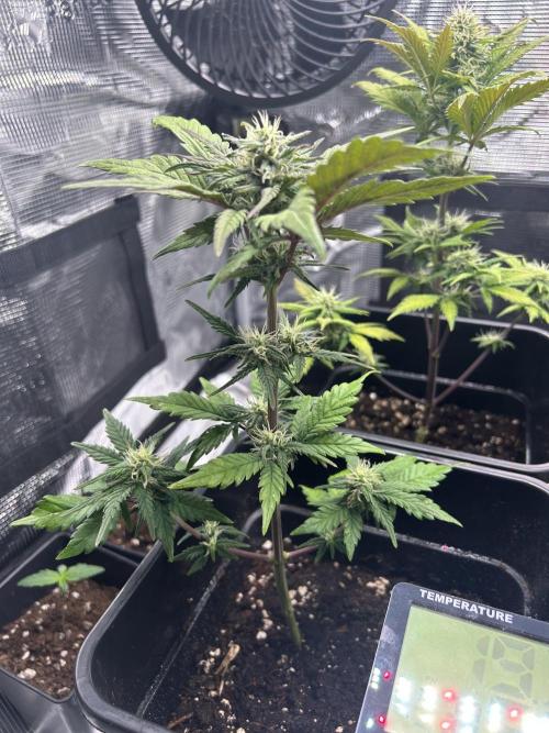 Orange sherbet  auto indoor. Week 8