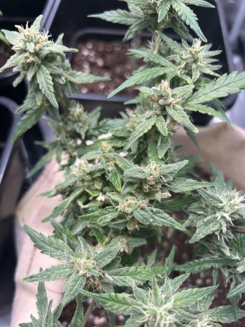 Planting some freebies!. Week 18