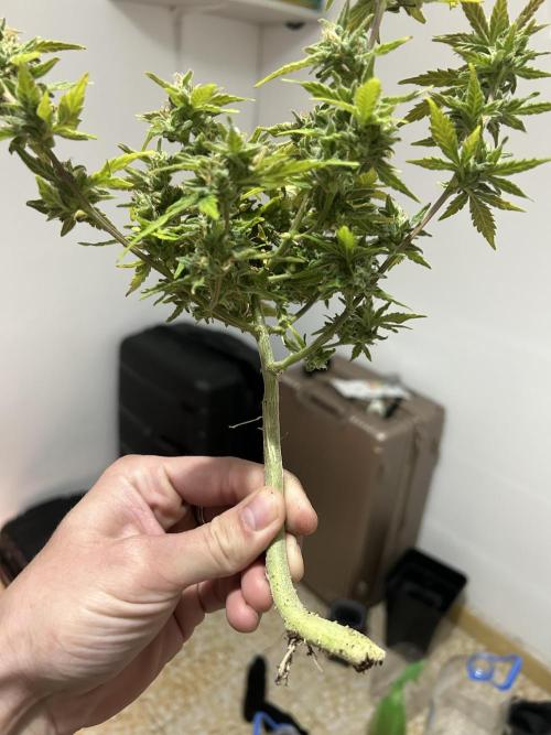 Planting some freebies!. Week 18