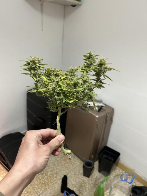 Planting some freebies!. Week 18