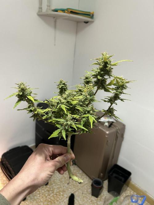 Planting some freebies!. Week 18