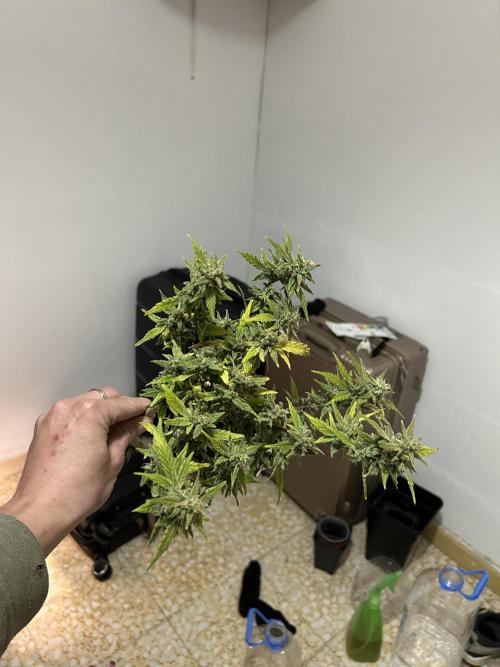 Planting some freebies!. Week 18