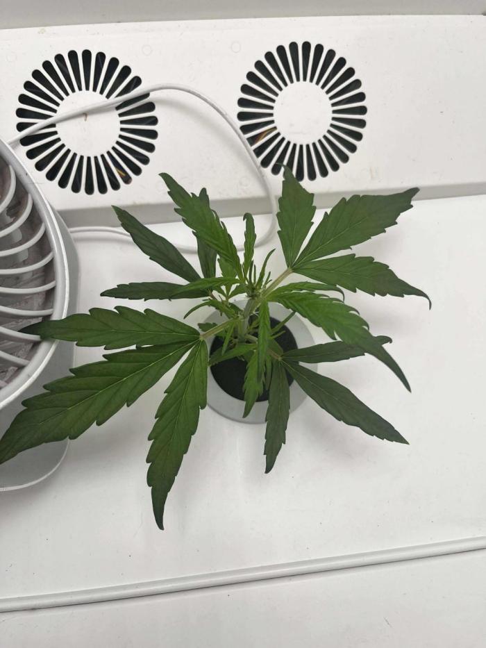 FastBuds Genetics. Week 3