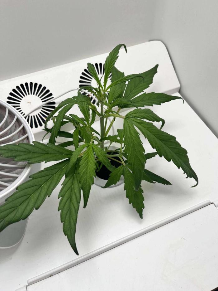 FastBuds Genetics. Week 4 - Things are about to really start taking off.So get ready!!!