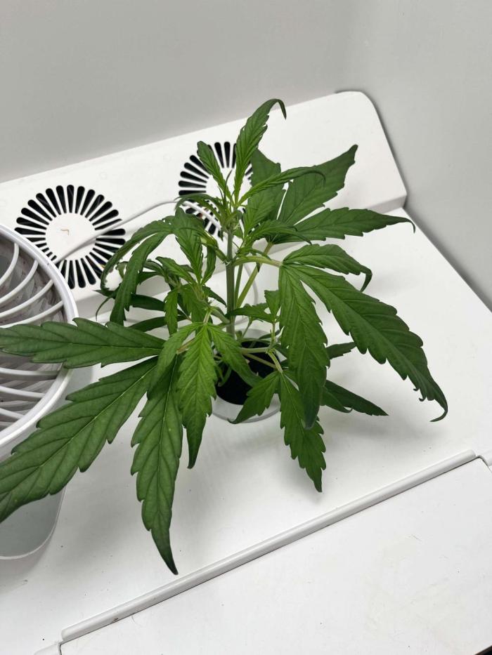 FastBuds Genetics. Week 5 - She's trucking right along.Nothing much to talk about this week.