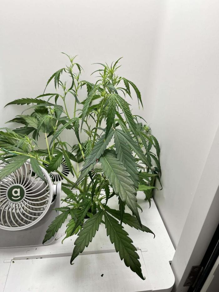 FastBuds Genetics. Week 6 - She's looking beautiful an nice, strong and healthy