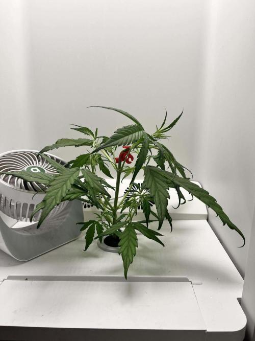 FastBuds Genetics. Week 7 - The main stem has shot straight up above other stems , so put a bud clip on the 