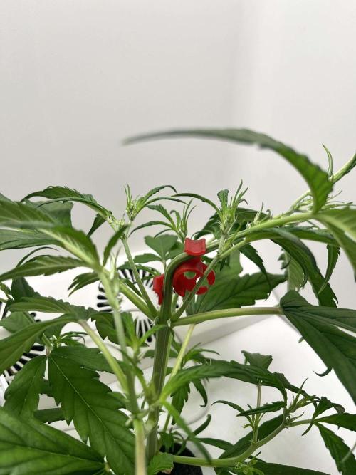 FastBuds Genetics. Week 7 - A close up