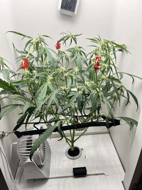 FastBuds Genetics. Week 8