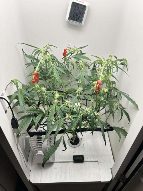 FastBuds Genetics. Week 8