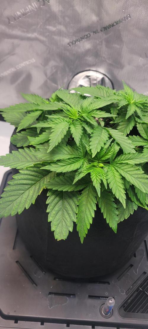 First Grow Fuel Dog Gaia Green. Week 5