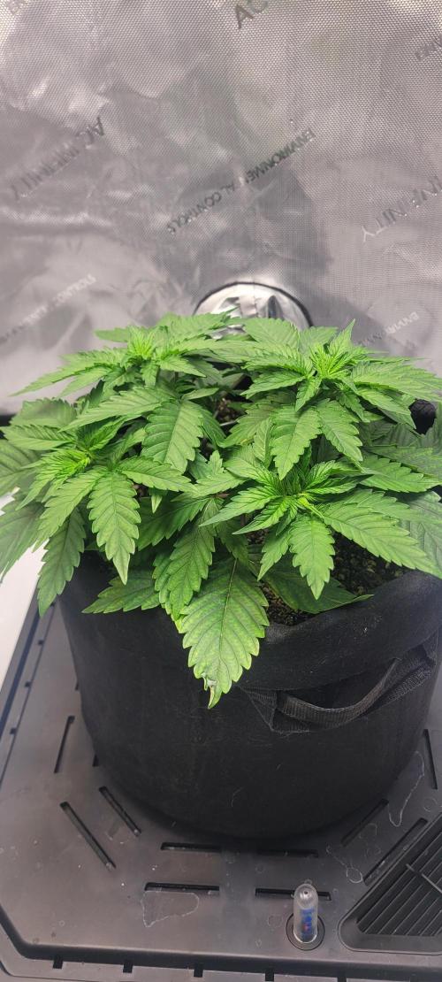 First Grow Fuel Dog Gaia Green. Week 5