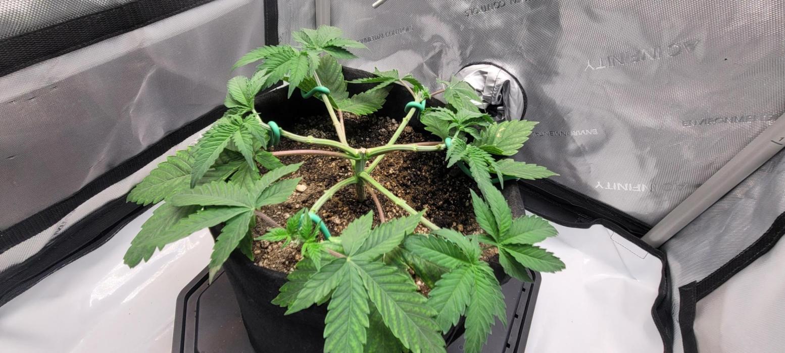 First Grow Fuel Dog Gaia Green. Week 6