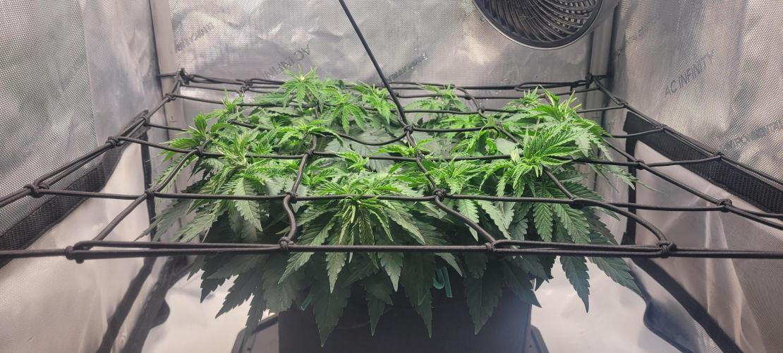 First Grow Fuel Dog Gaia Green. Week 8