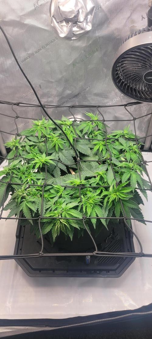 First Grow Fuel Dog Gaia Green. Week 8