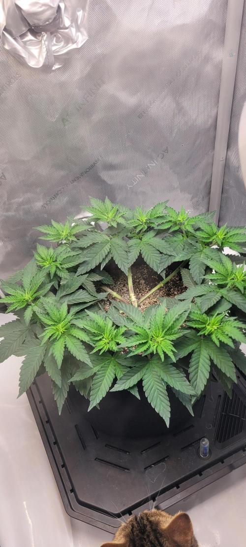 First Grow Fuel Dog Gaia Green. Week 7