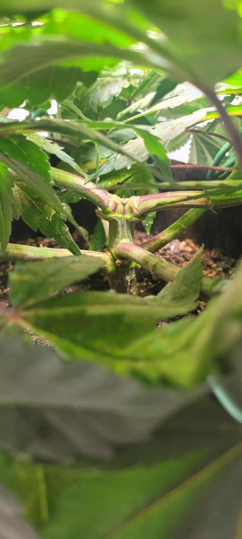 First Grow Fuel Dog Gaia Green. Week 9