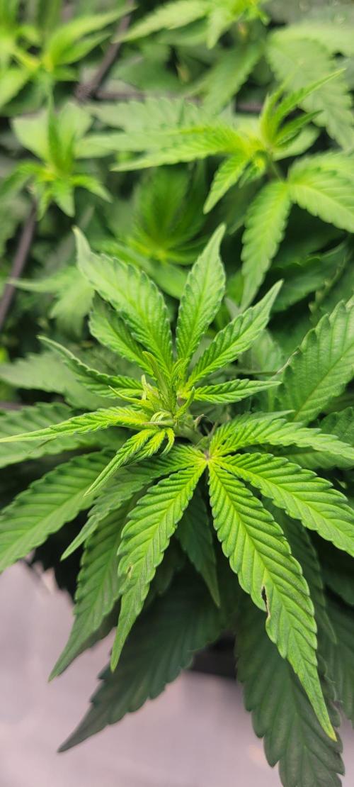 First Grow Fuel Dog Gaia Green. Week 9