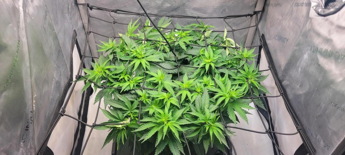 First Grow Fuel Dog Gaia Green. Week 9