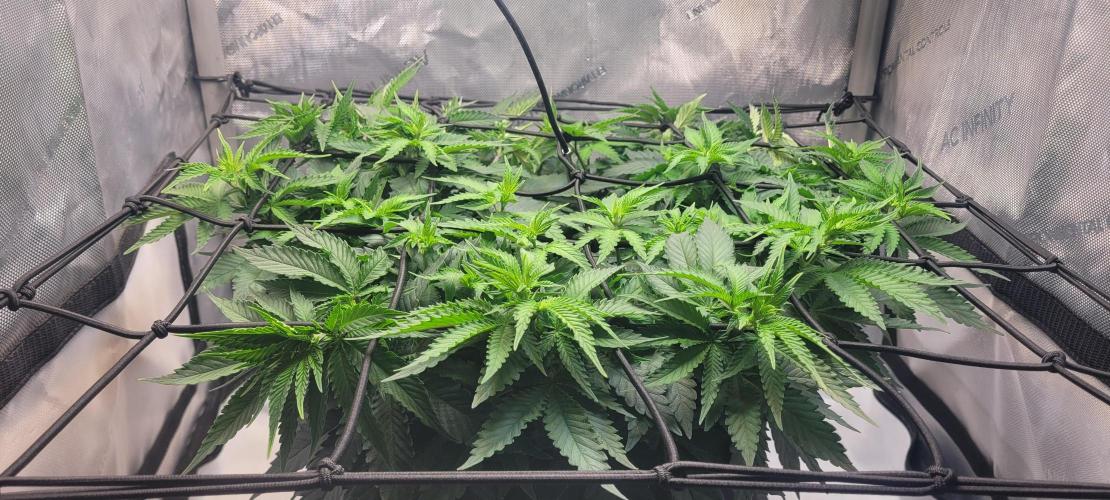 First Grow Fuel Dog Gaia Green. Week 9