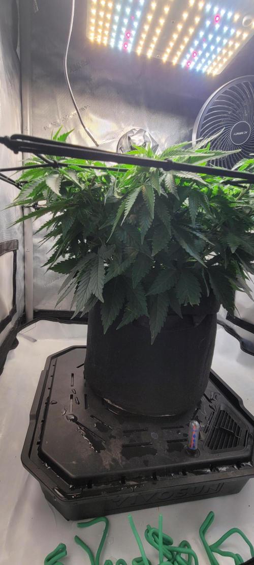 First Grow Fuel Dog Gaia Green. Week 10