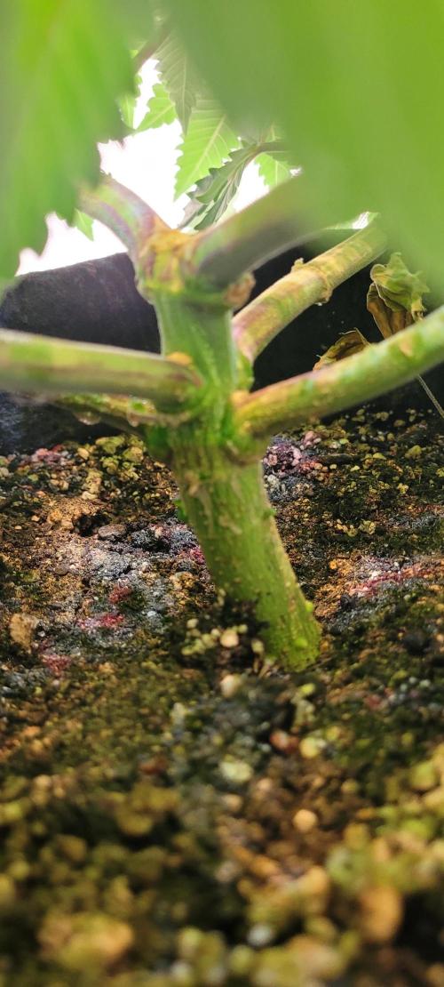 First Grow Fuel Dog Gaia Green. Week 10