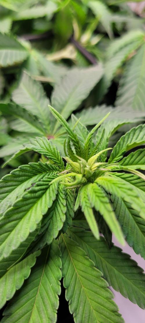 First Grow Fuel Dog Gaia Green. Week 10