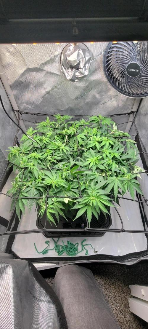 First Grow Fuel Dog Gaia Green. Week 10