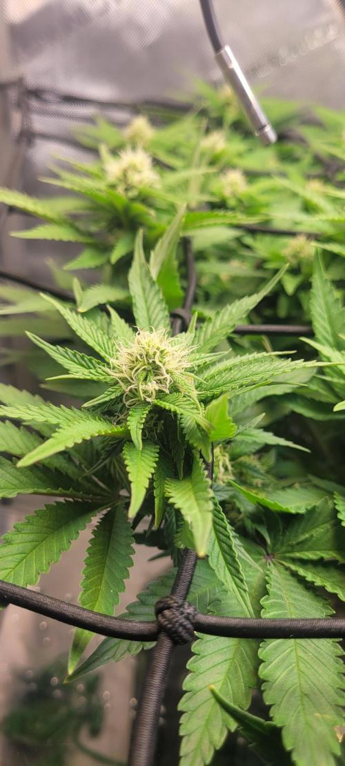 First Grow Fuel Dog Gaia Green. Week 12