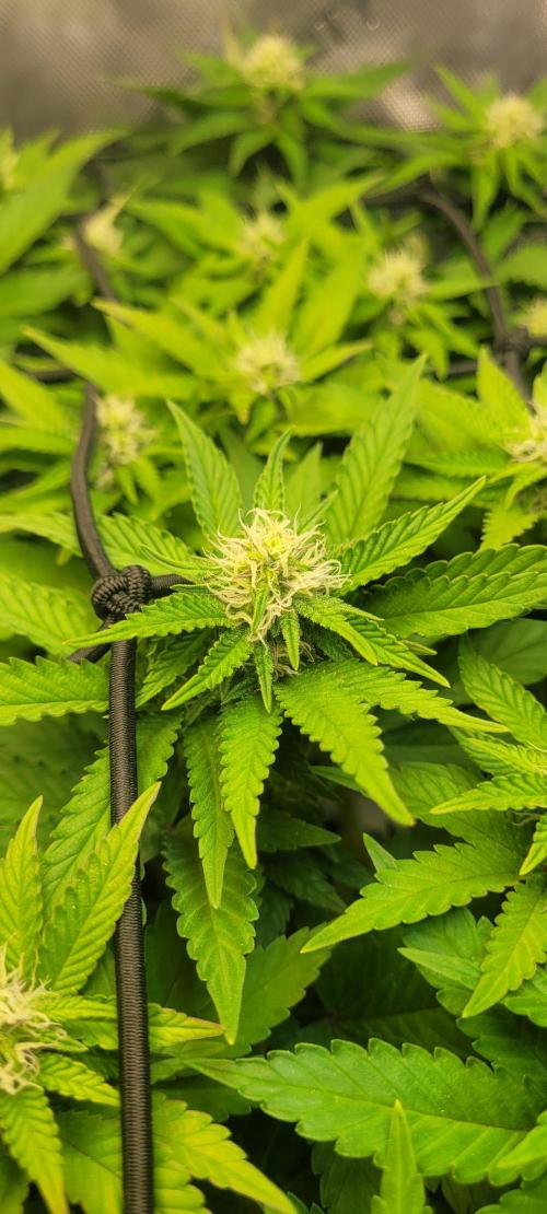 First Grow Fuel Dog Gaia Green. Week 12